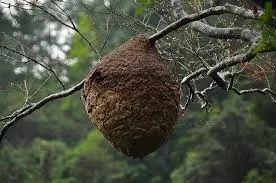 滅蜂巢價錢,滅蜂巢 (19)