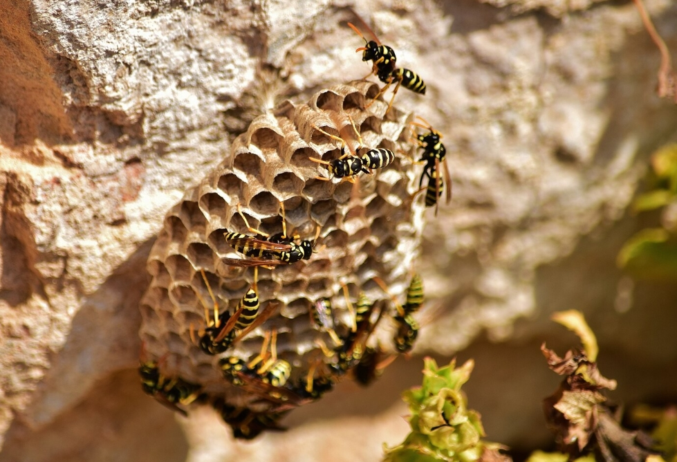 滅蜂巢價錢,滅蜂巢 (5)