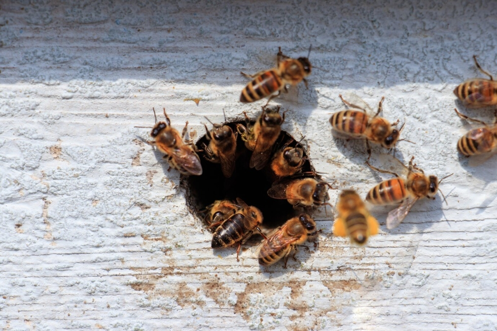 滅蜂巢價錢,滅蜂巢 (7)