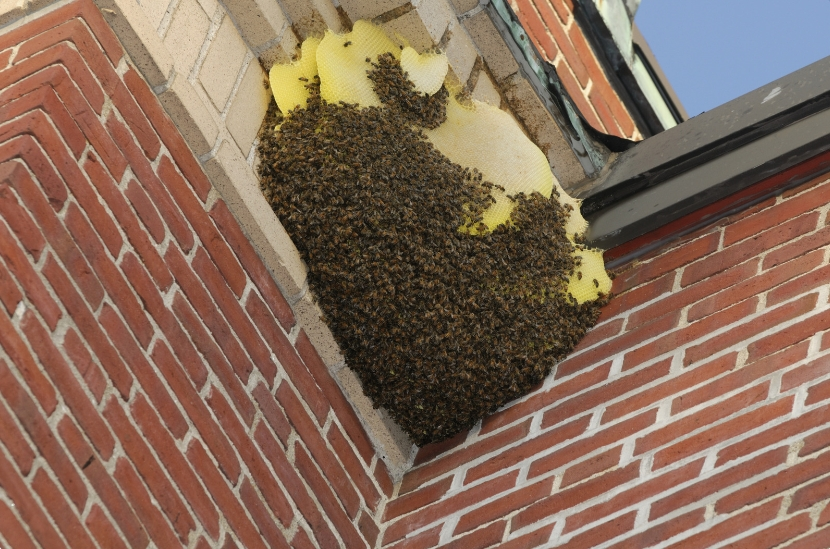 蜂巢處理,蜜蜂巢處理,黃蜂巢處理 (16)