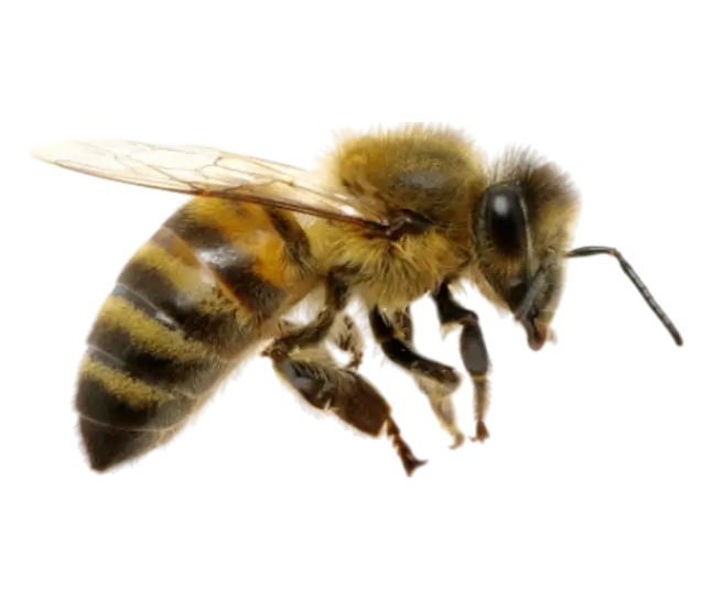 蜂巢處理,蜜蜂巢處理,黃蜂巢處理 (3)