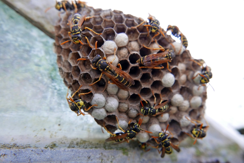 蜂巢處理,蜜蜂巢處理,黃蜂巢處理 (5)