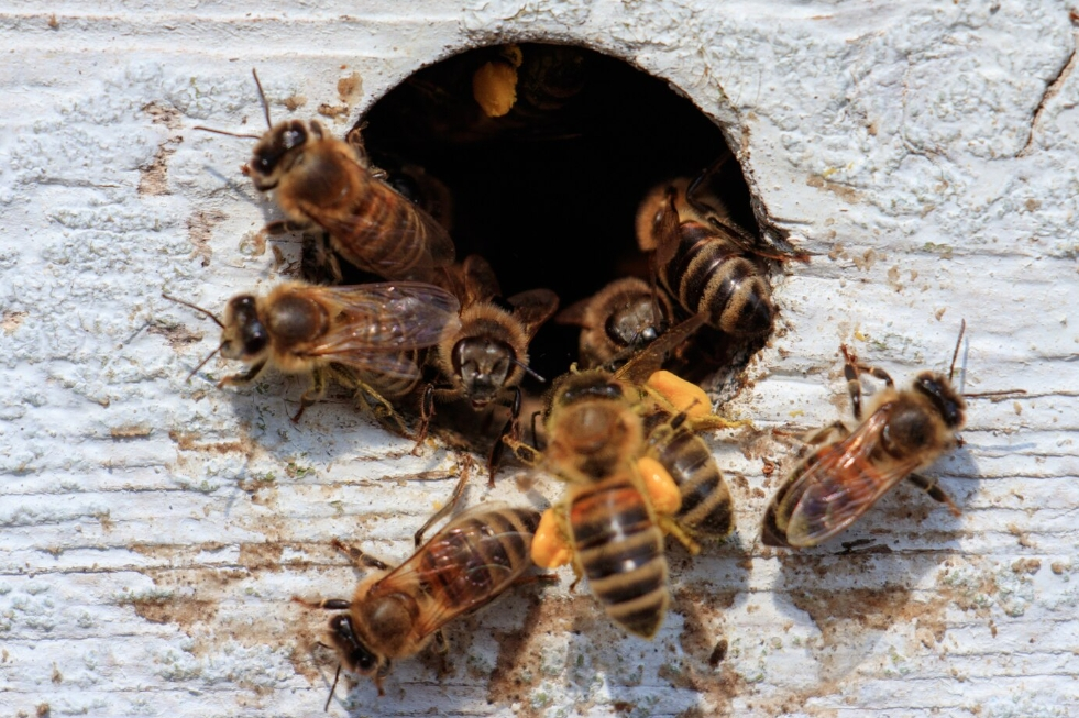 蜂巢處理,蜜蜂巢處理,黃蜂巢處理 (9)
