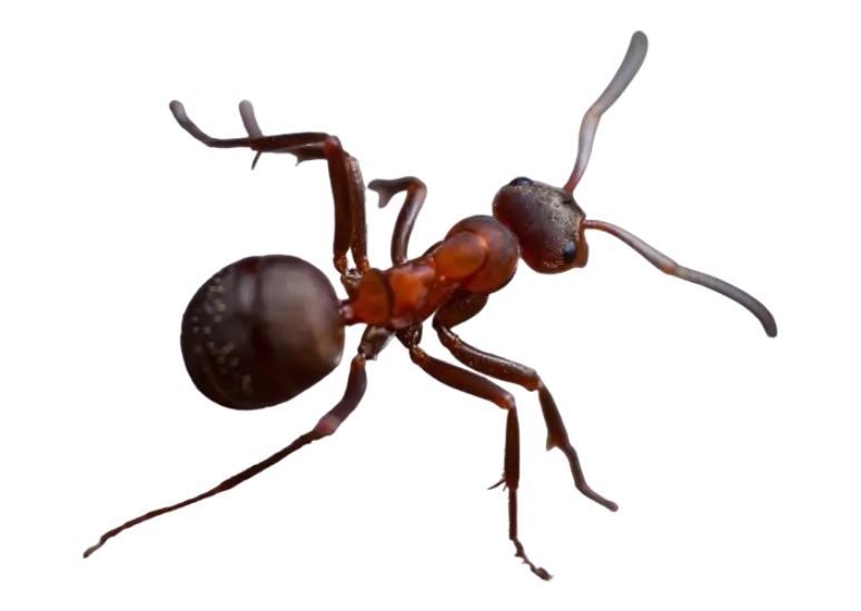Ant Control,Ant Pest Control (18)
