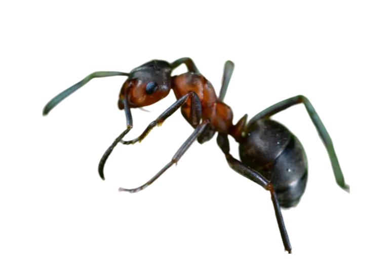 Ant Control,Ant Pest Control (2)