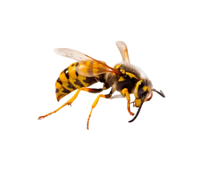Wasp Control，Wasp pest control (5)