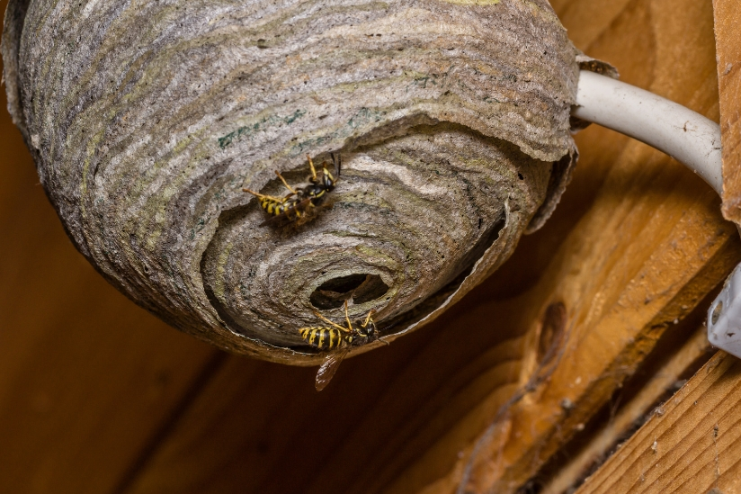 Wasp Control，Wasp pest control (7)